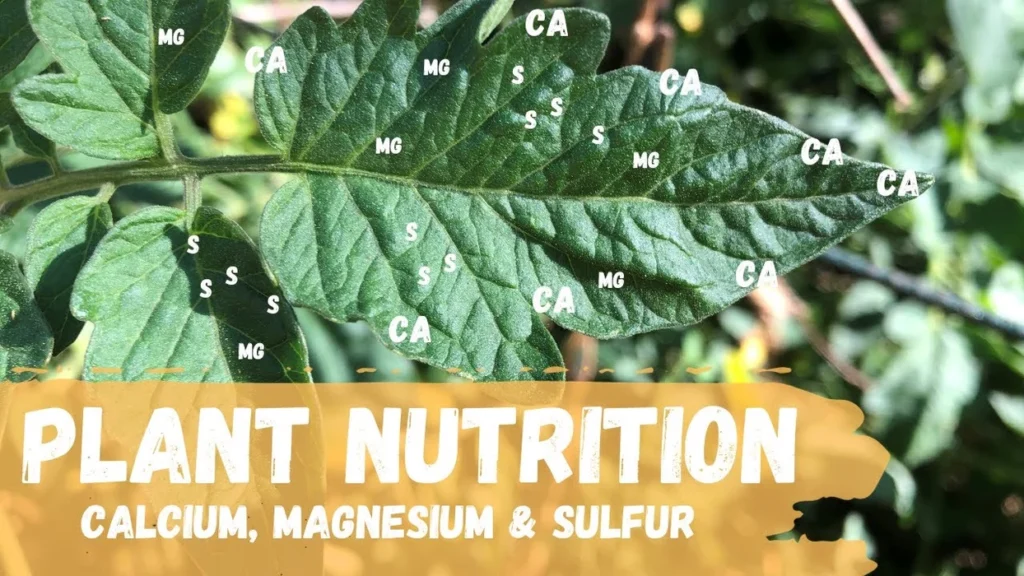Why Sulfur, Magnesium, and Calcium Matter for Healthy Plant Development Why Sulfur, Magnesium, and Calcium Matter for Healthy Plant Development
