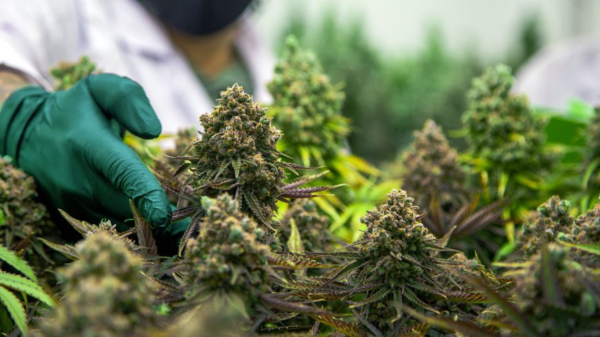 The Biggest Misconceptions About Buying THC Flower Online