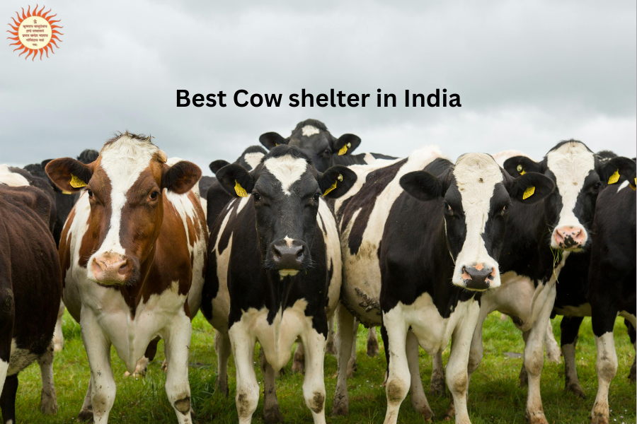 Best Cow Shelter in India – A Sacred Mission at Rawatpura Sarkar Gaushala Best Cow shelter in India