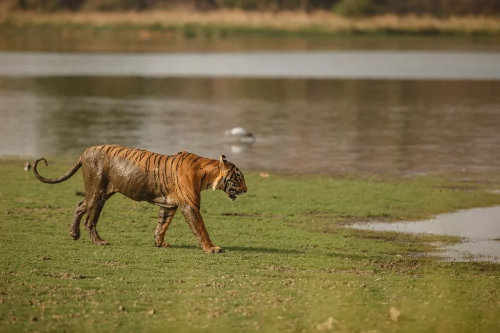 Ultimate Jim Corbett Wildlife Tour – Adventure, Safari & Nature Retreat with NKM Travels Jim Corbett Wildlife Tour