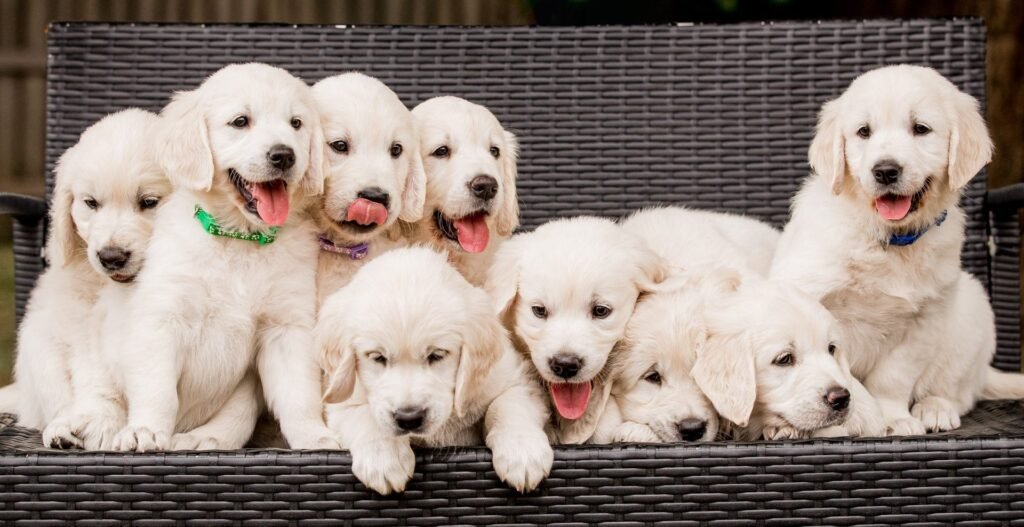 Mini Golden vs. Goldendoodle: A comparison guide for families deciding between the two popular hybrids Miniature Golden Retrievers