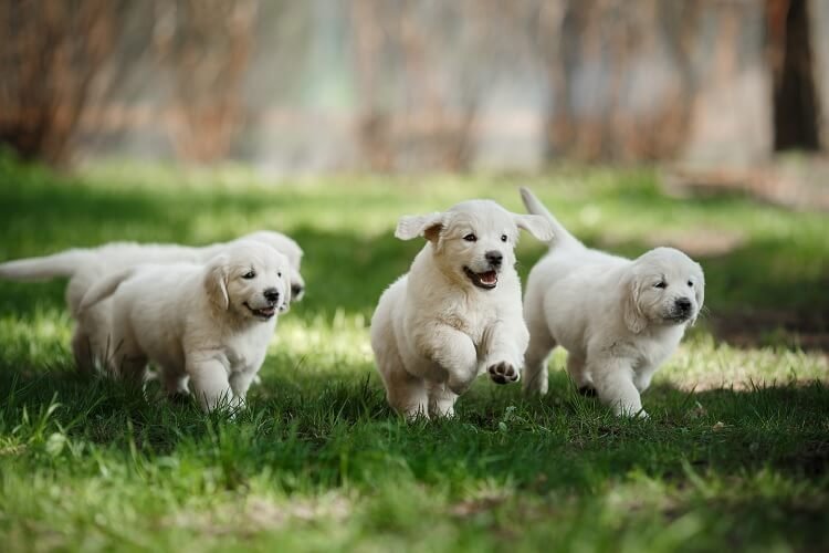 Adoption vs Buying: Which is Best for Mini Golden Retrievers? Mini Golden Retrievers for Sale