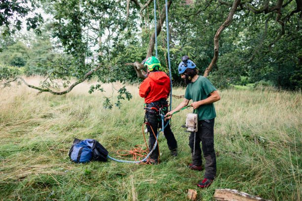 Essential Skills Gained in Professional Arboriculture Training