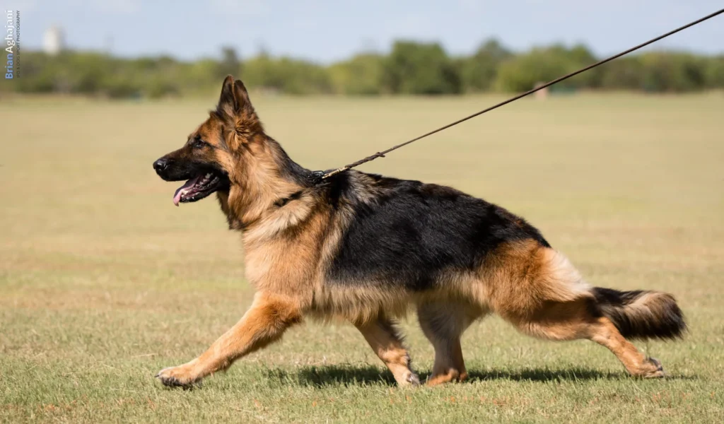 German Shepherd breeders in Texas