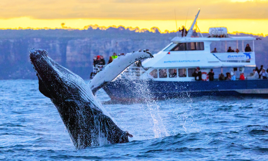 Whale Watching Gloucester MA
