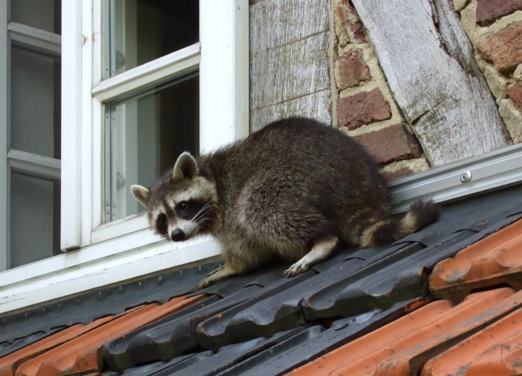 animal