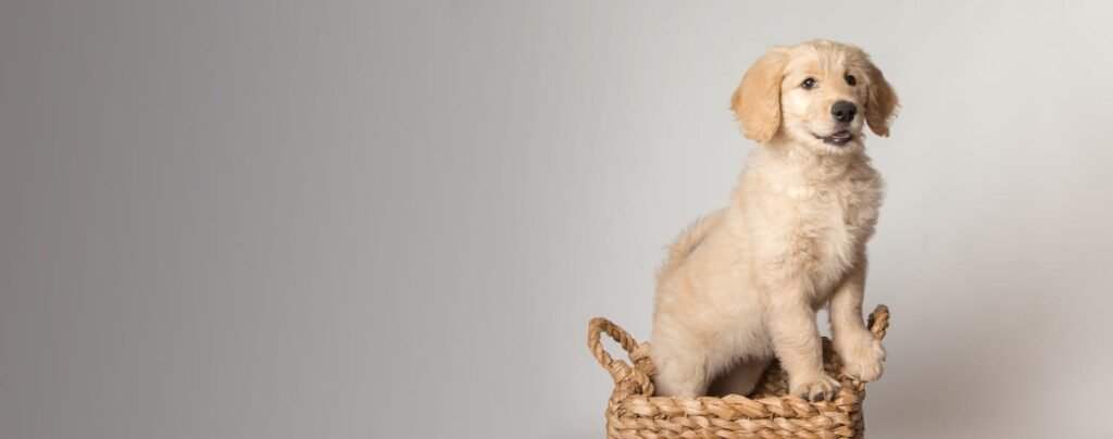 Comfort Golden Retrievers