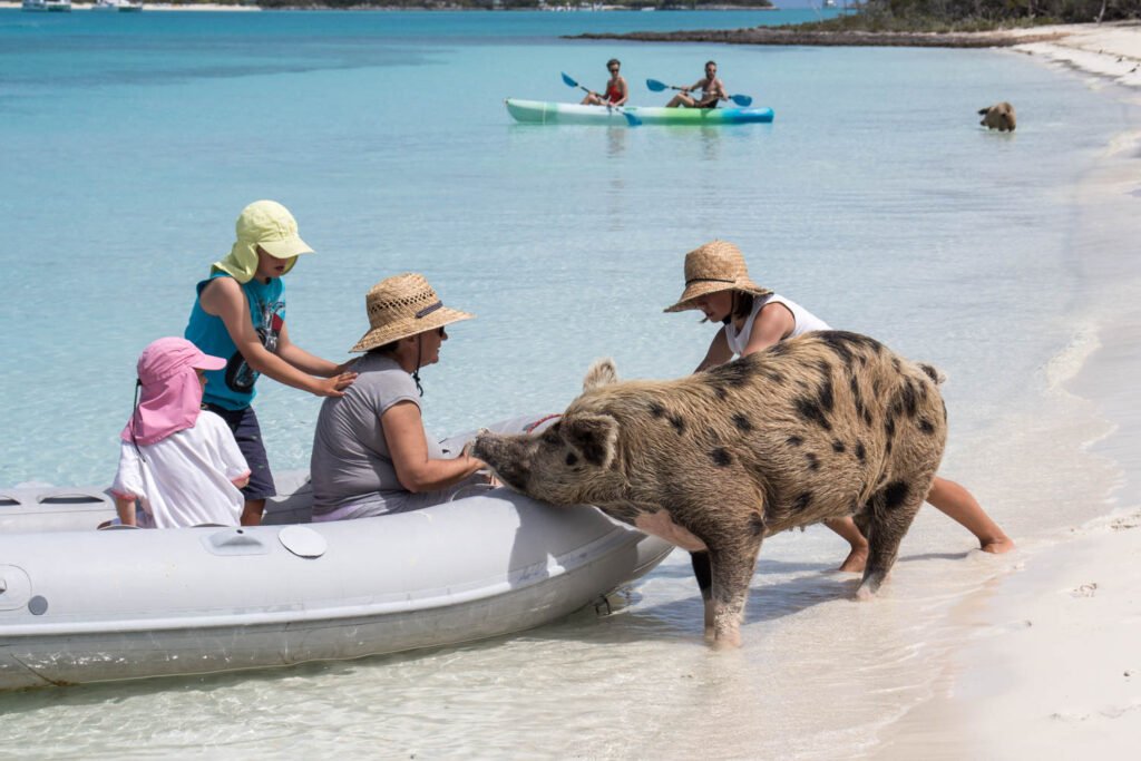 Bahamas swimming pigs excursion